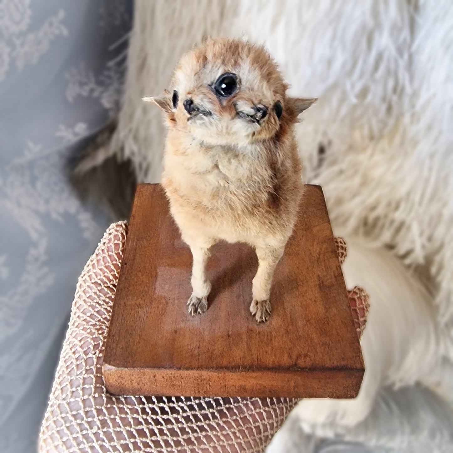 Antique Mounted two-headed Taxidermy Kitten