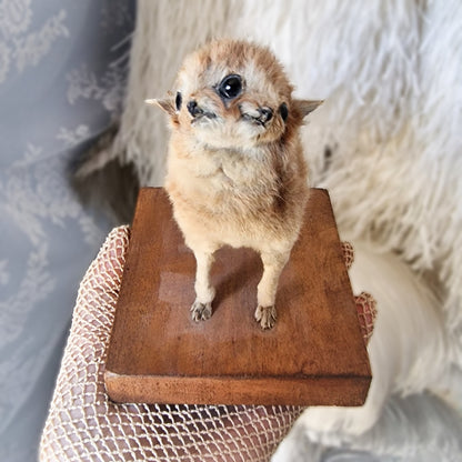 Antique Mounted two-headed Taxidermy Kitten
