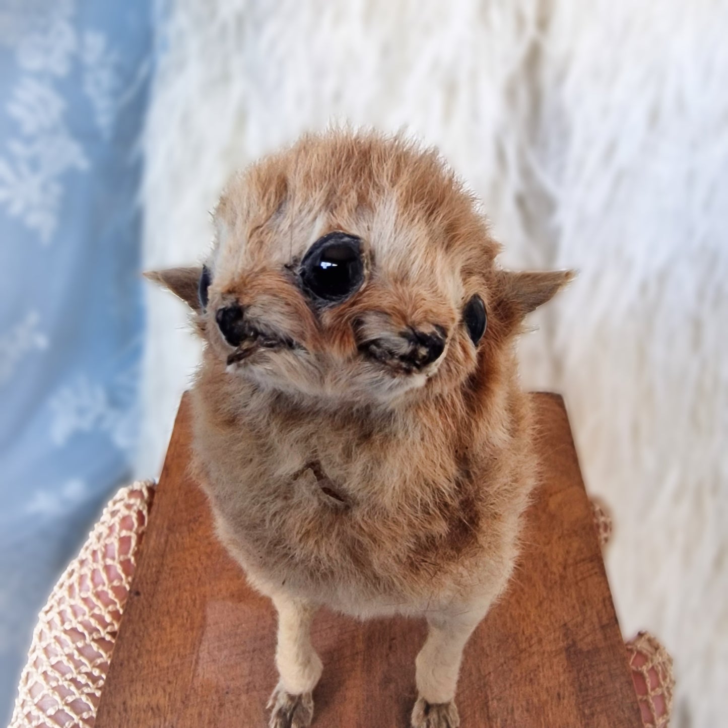 Antique Mounted two-headed Taxidermy Kitten