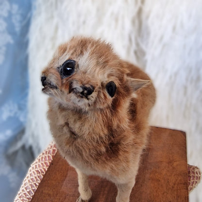 Antique Mounted two-headed Taxidermy Kitten