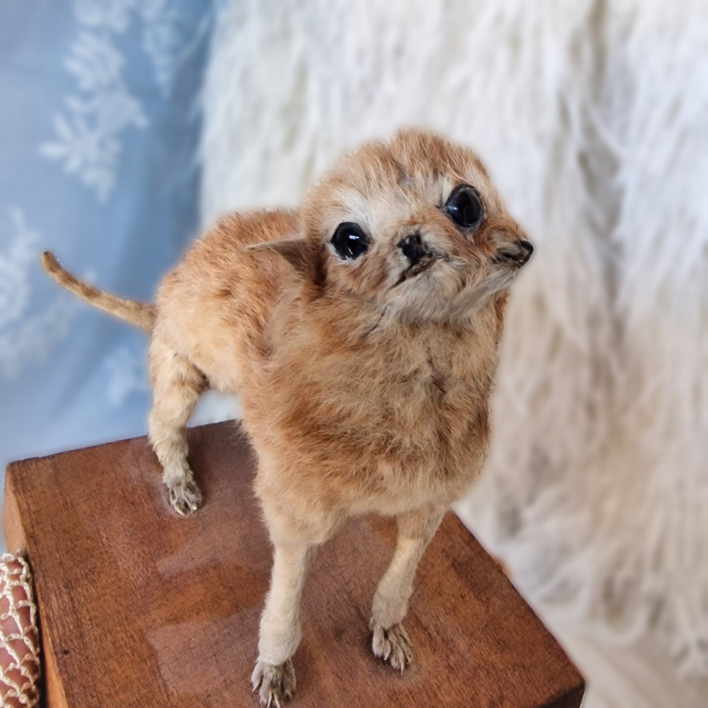 Antique Mounted two-headed Taxidermy Kitten