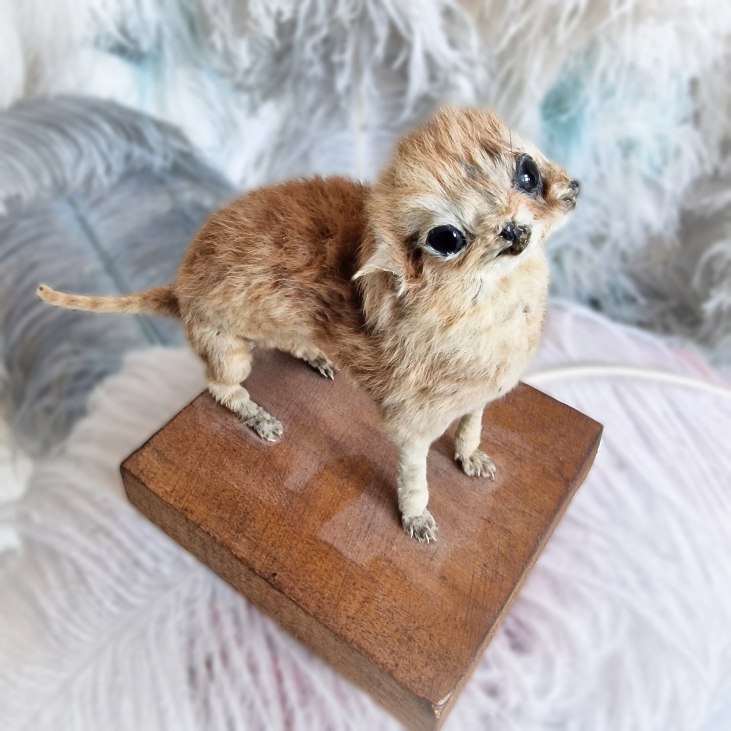 Antique Mounted two-headed Taxidermy Kitten