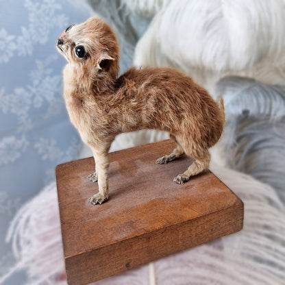 Antique Mounted two-headed Taxidermy Kitten