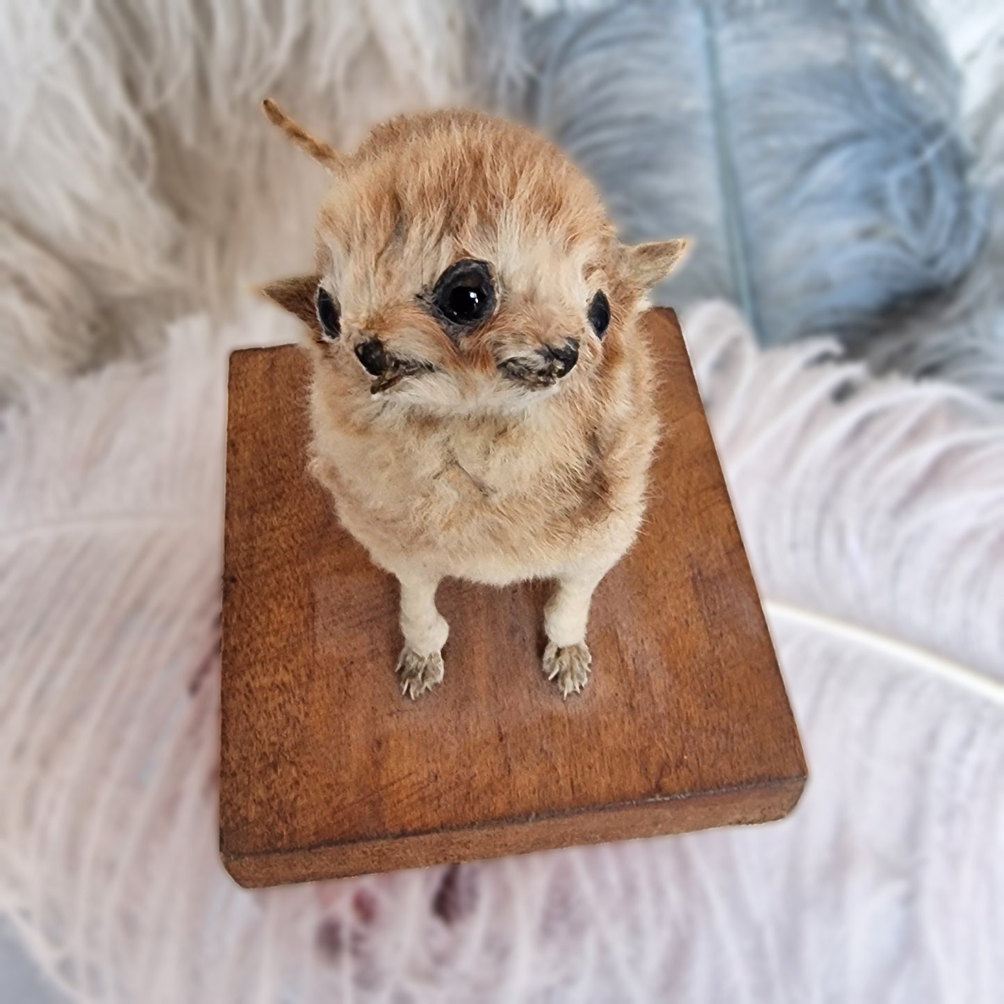 Antique Mounted two-headed Taxidermy Kitten
