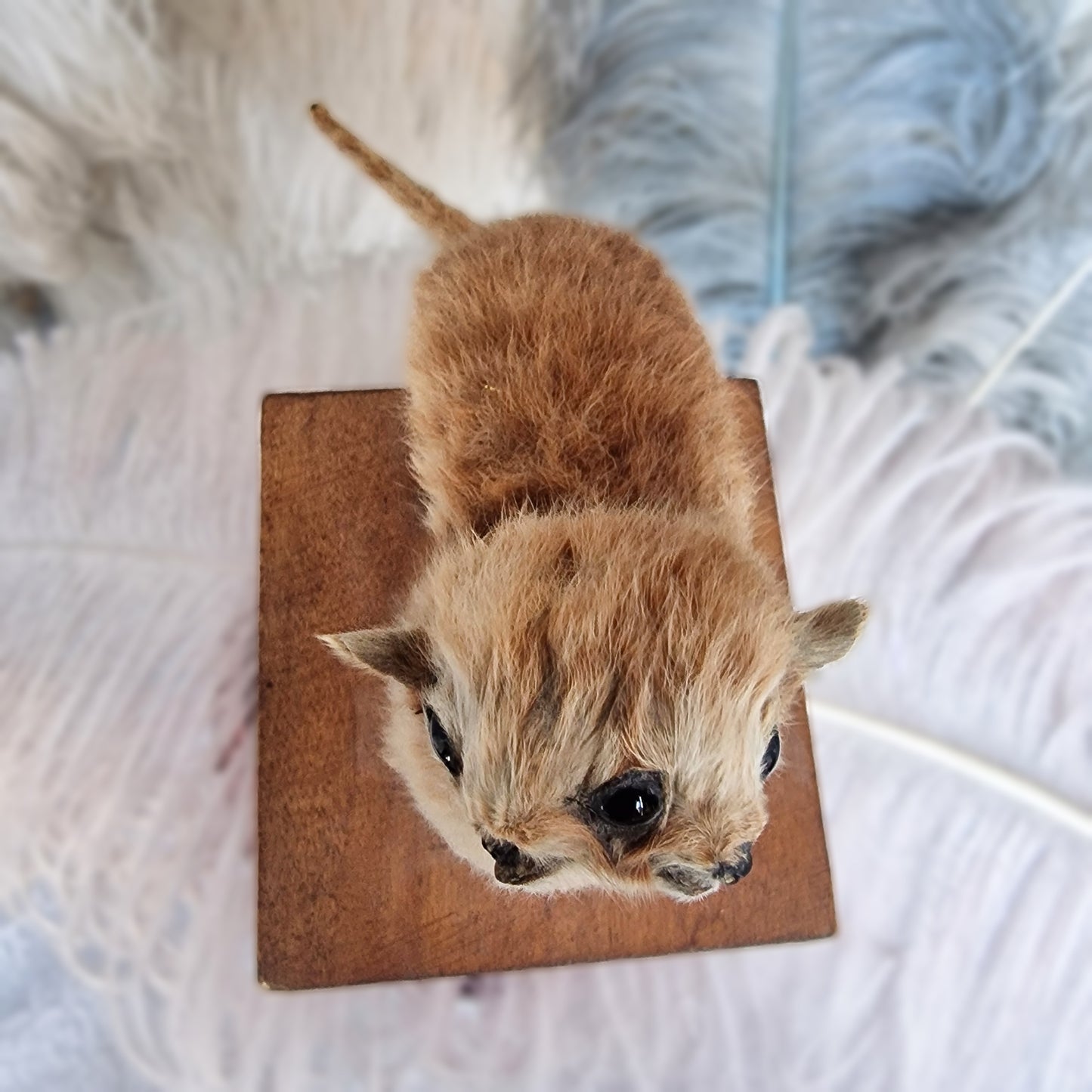 Antique Mounted two-headed Taxidermy Kitten