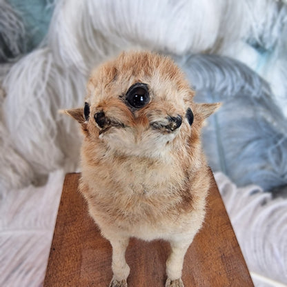 Antique Mounted two-headed Taxidermy Kitten