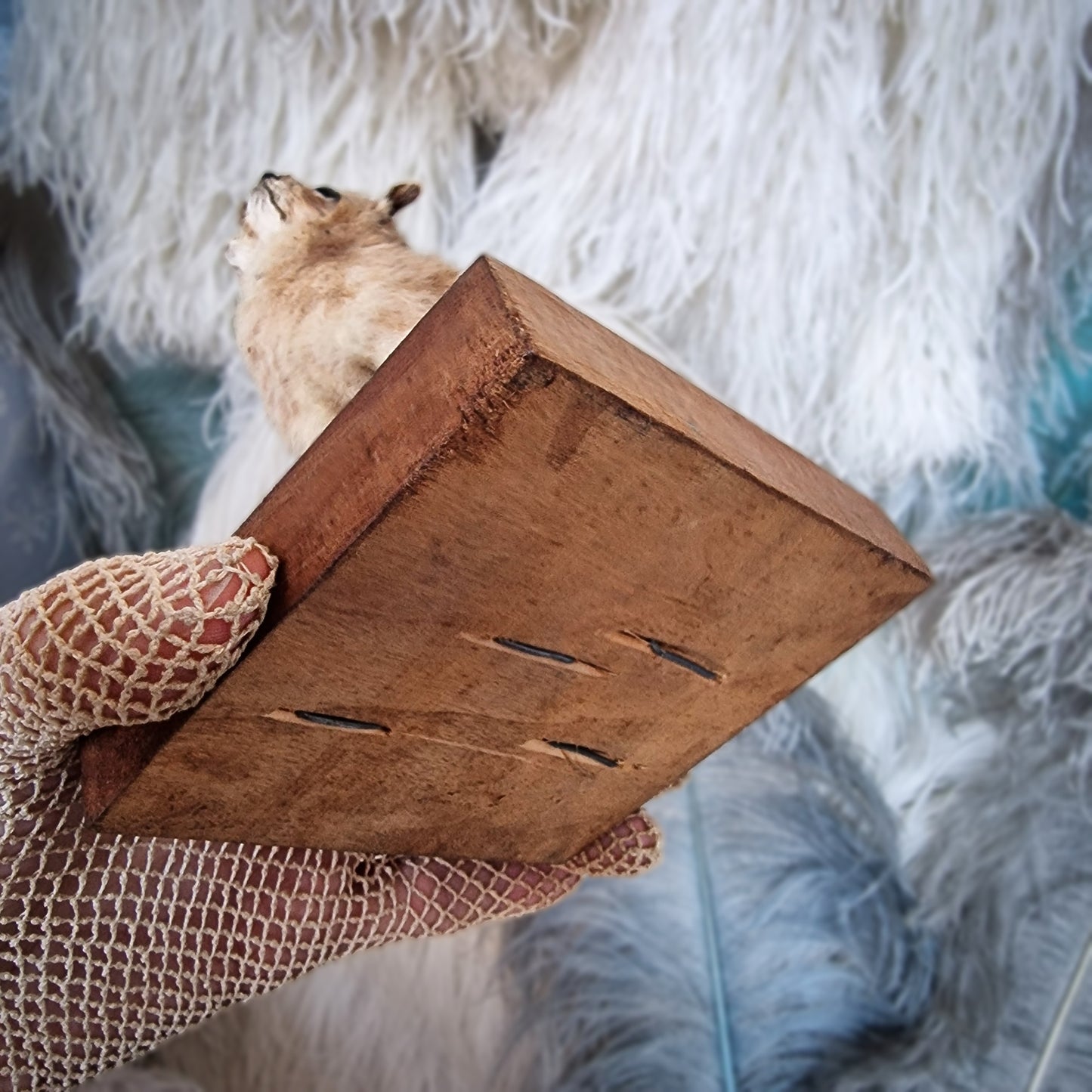 Antique Mounted two-headed Taxidermy Kitten
