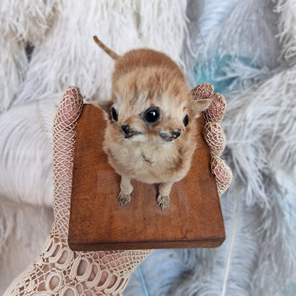 Antique Mounted two-headed Taxidermy Kitten