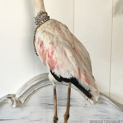 1930s Taxidermy Flamingo Mounted