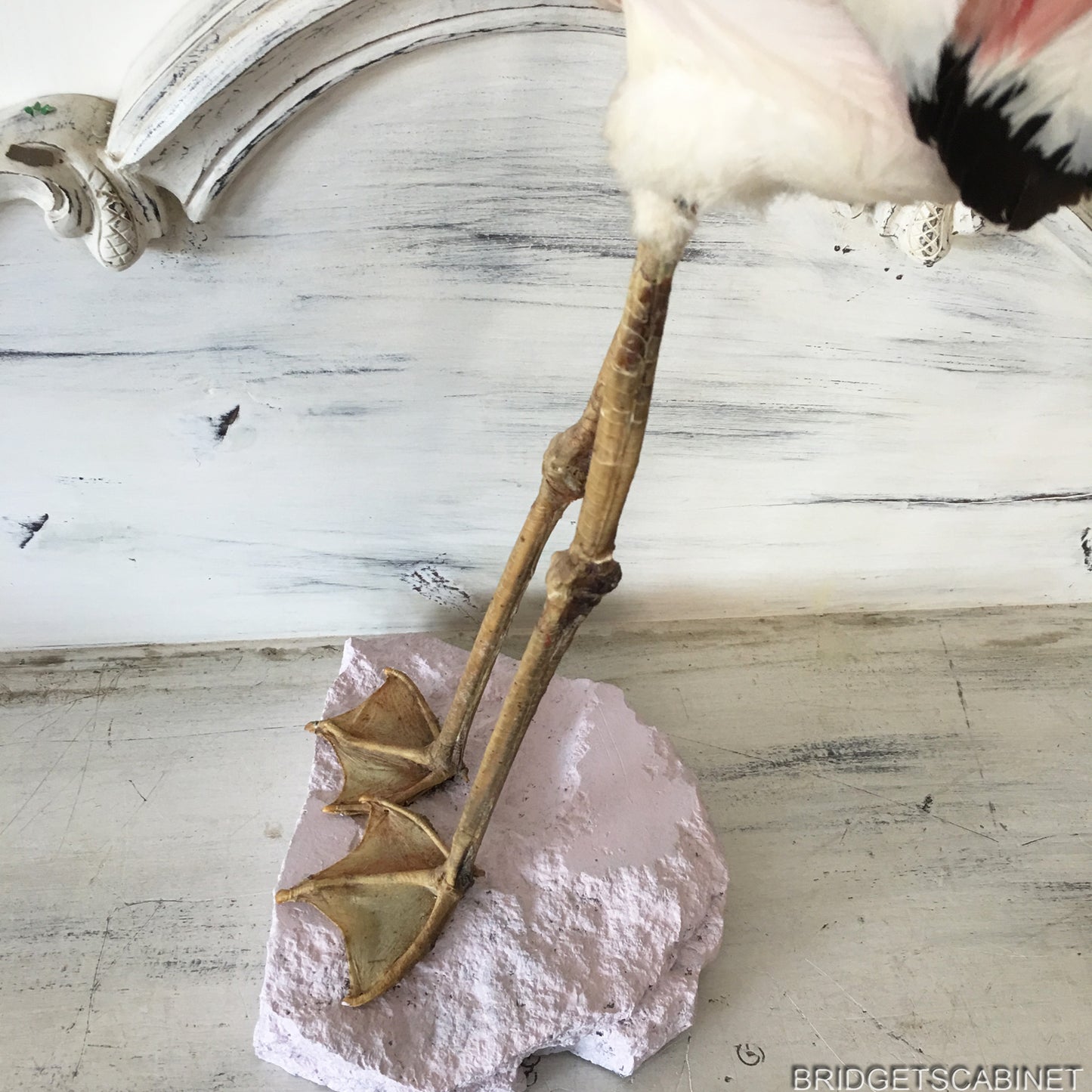 1930s Taxidermy Flamingo Mounted