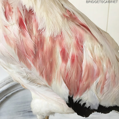 1930s Taxidermy Flamingo Mounted