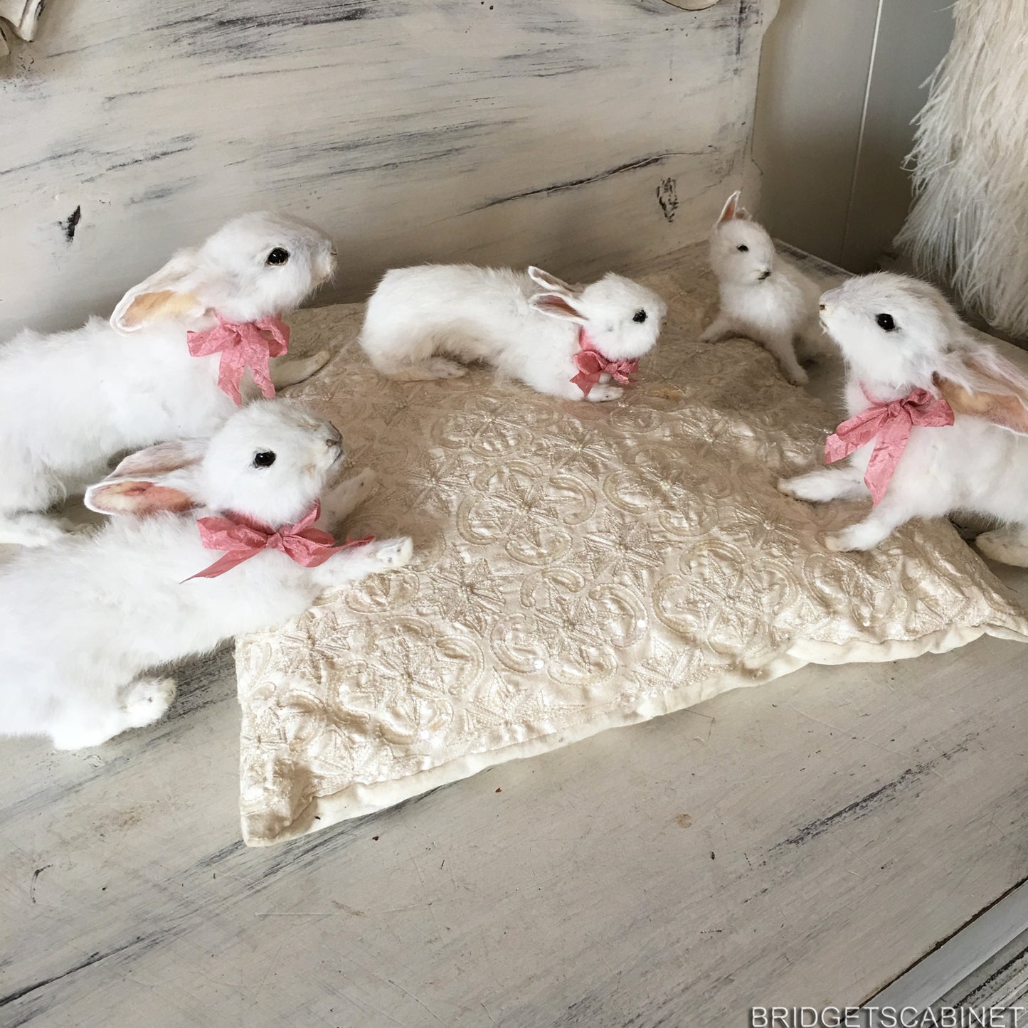 Scene of 5 White Taxidermy Rabbits