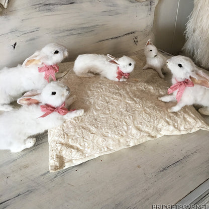 Scene of 5 White Taxidermy Rabbits