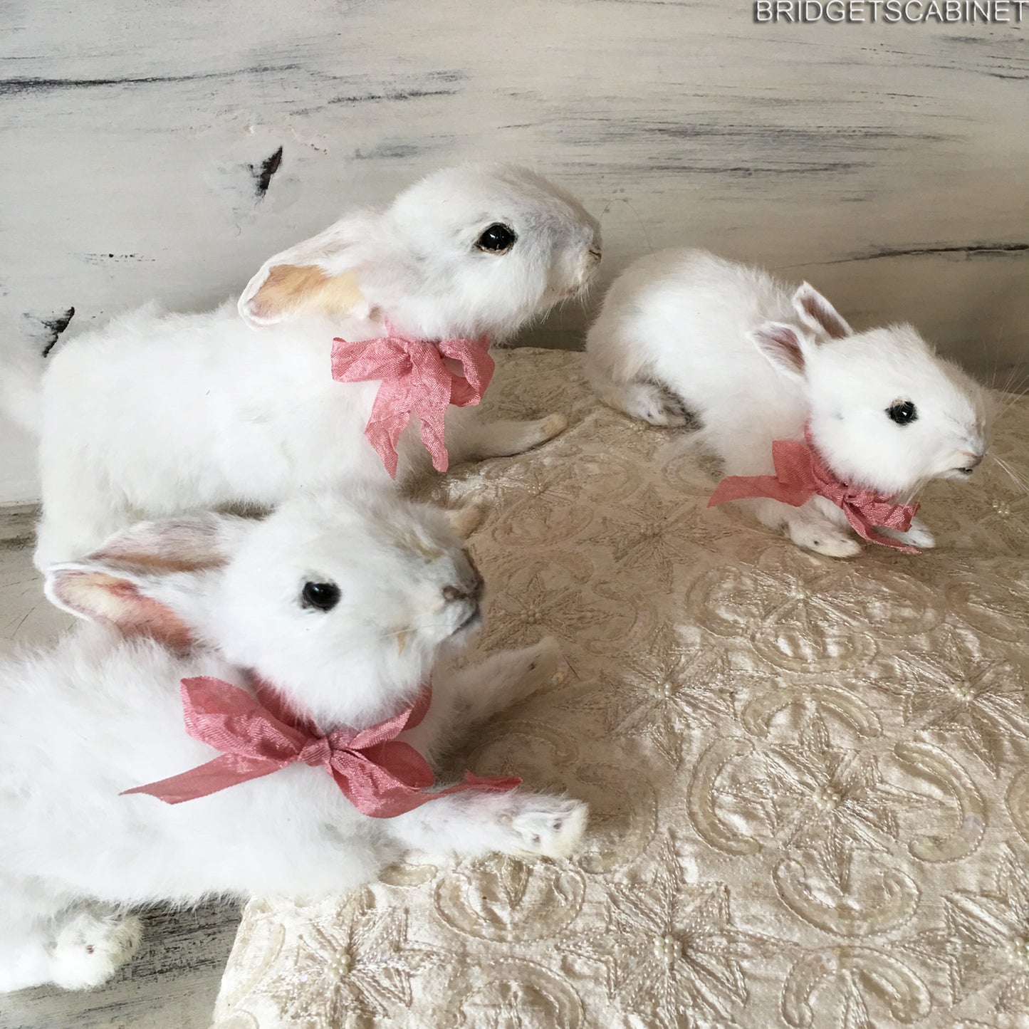Scene of 5 White Taxidermy Rabbits