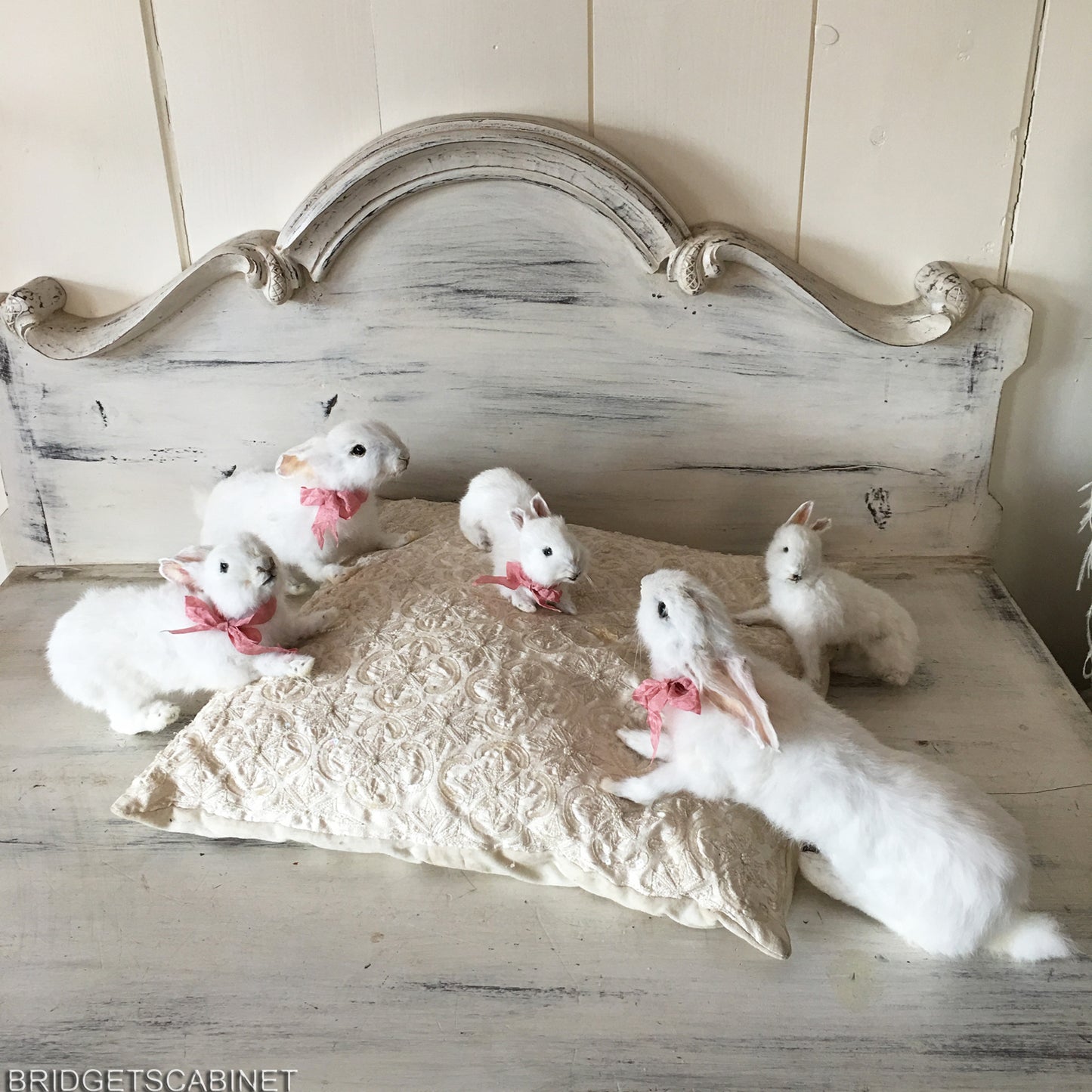 Scene of 5 White Taxidermy Rabbits
