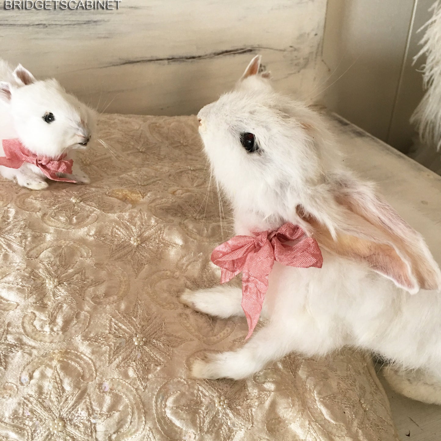 Scene of 5 White Taxidermy Rabbits