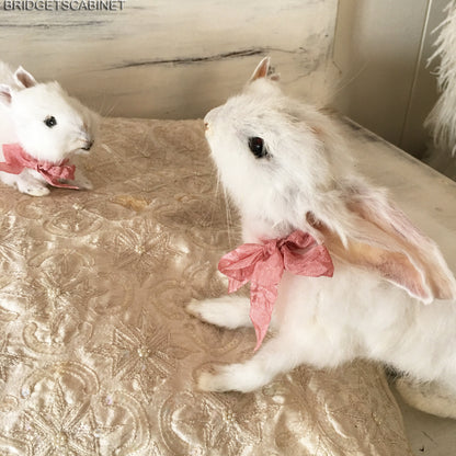 Scene of 5 White Taxidermy Rabbits