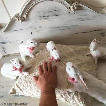 Scene of 5 White Taxidermy Rabbits