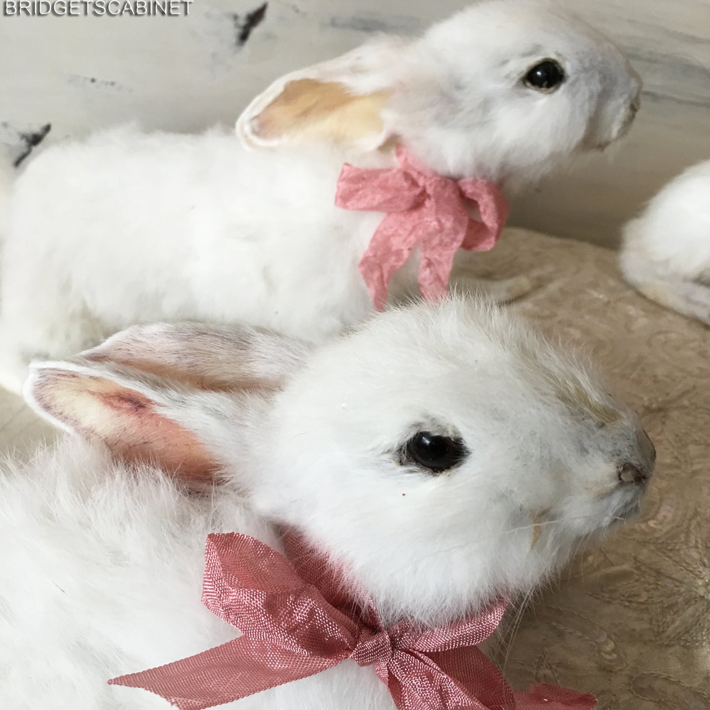 Scene of 5 White Taxidermy Rabbits