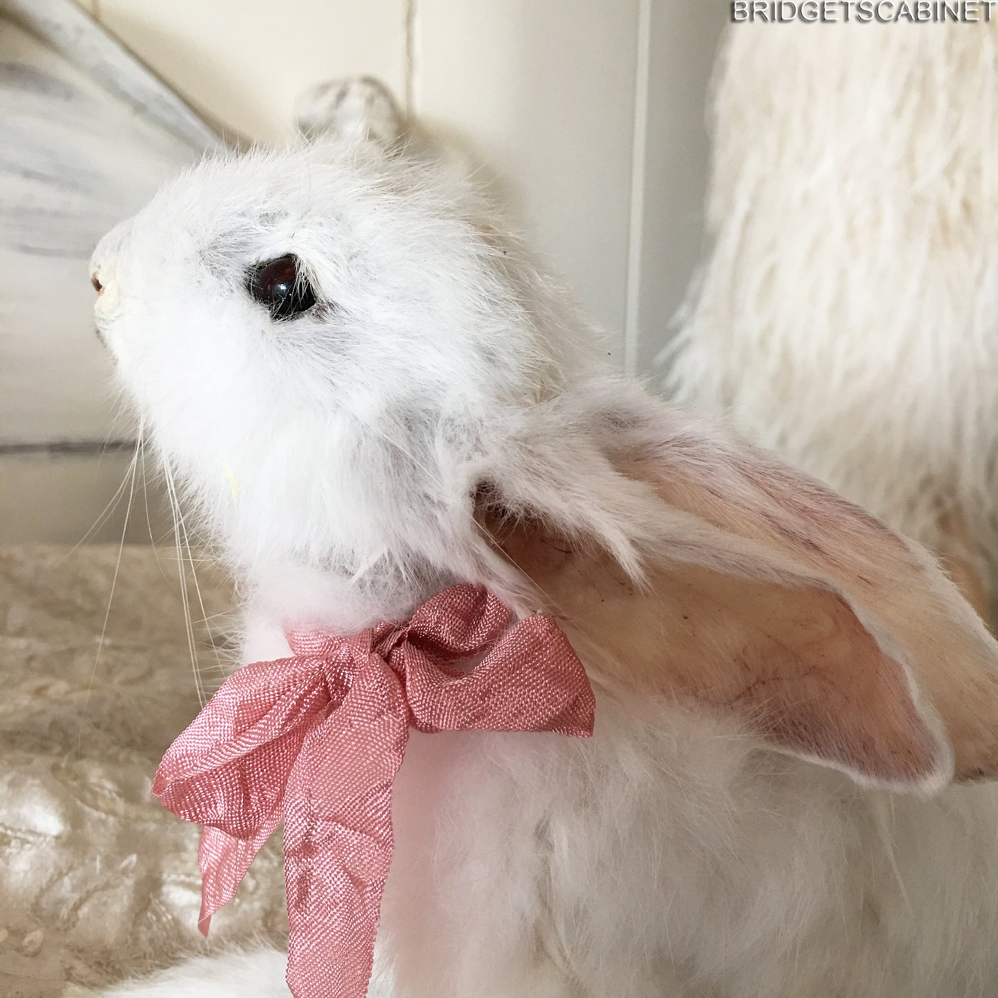 Scene of 5 White Taxidermy Rabbits