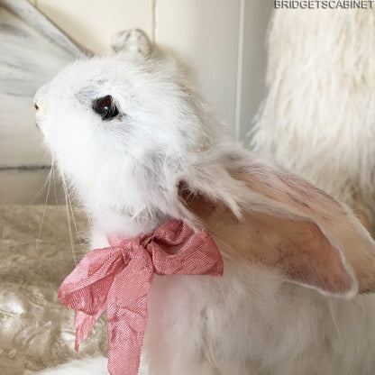 Scene of 5 White Taxidermy Rabbits