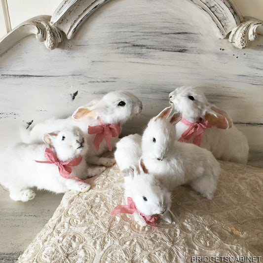 Scene of 5 White Taxidermy Rabbits
