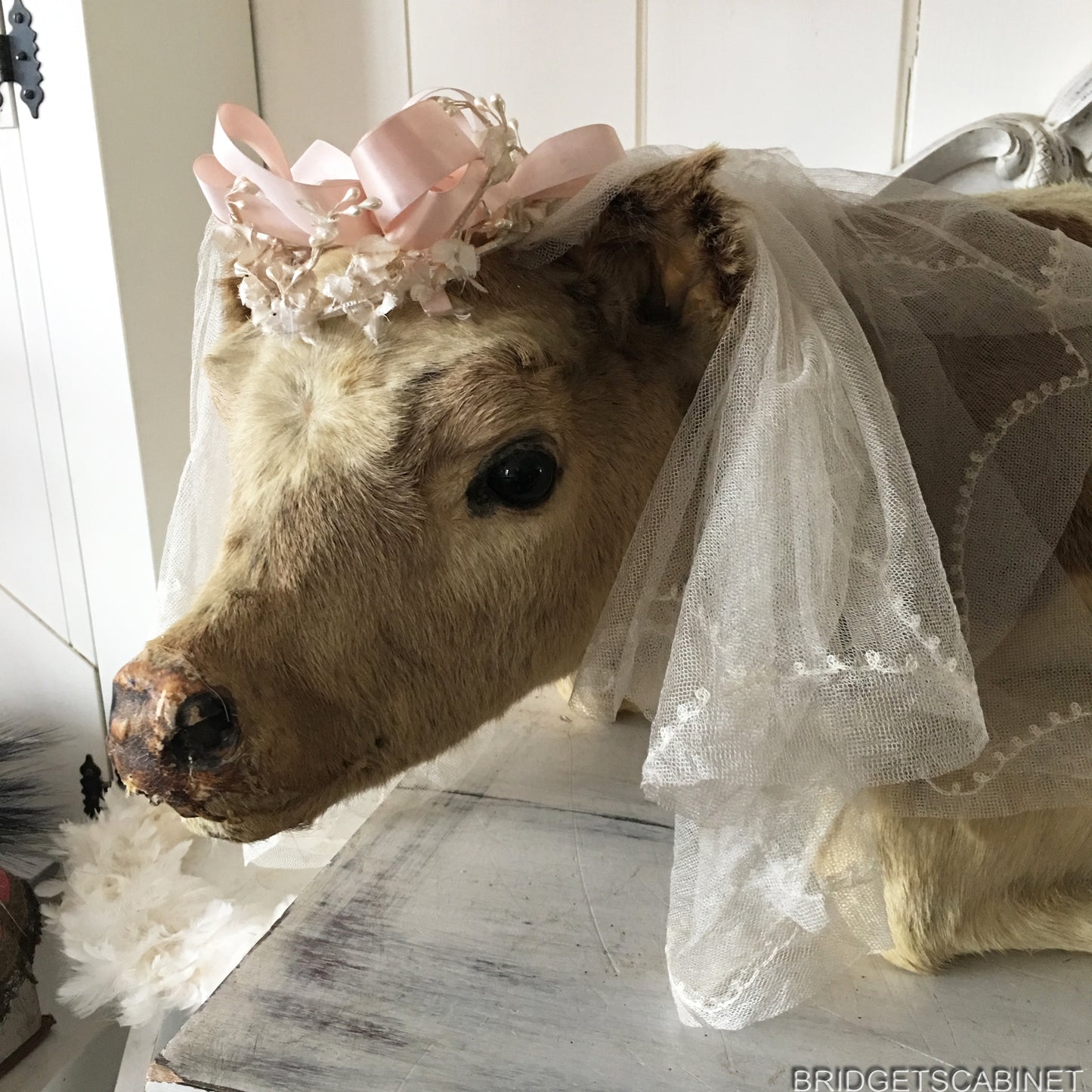 1930s Taxidermy Butcher Window Calf Display