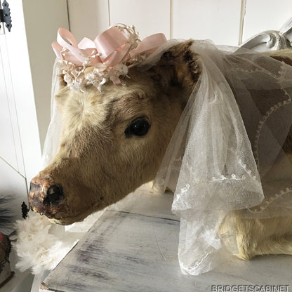 1930s Taxidermy Butcher Window Calf Display