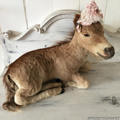 Taxidermy Horse Foal