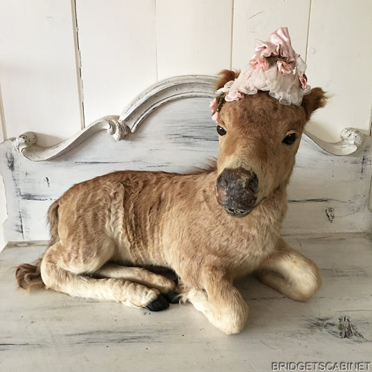 Taxidermy Horse Foal