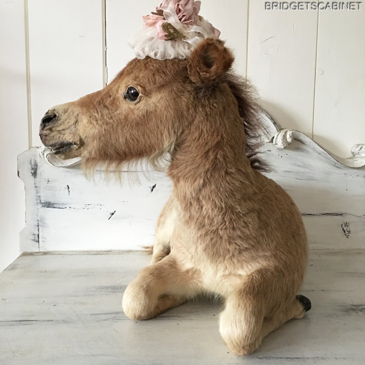 Taxidermy Horse Foal
