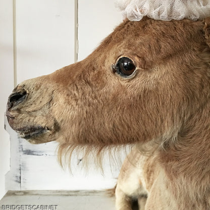 Taxidermy Horse Foal