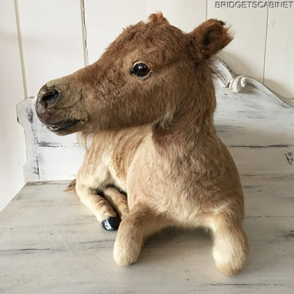 Taxidermy Horse Foal