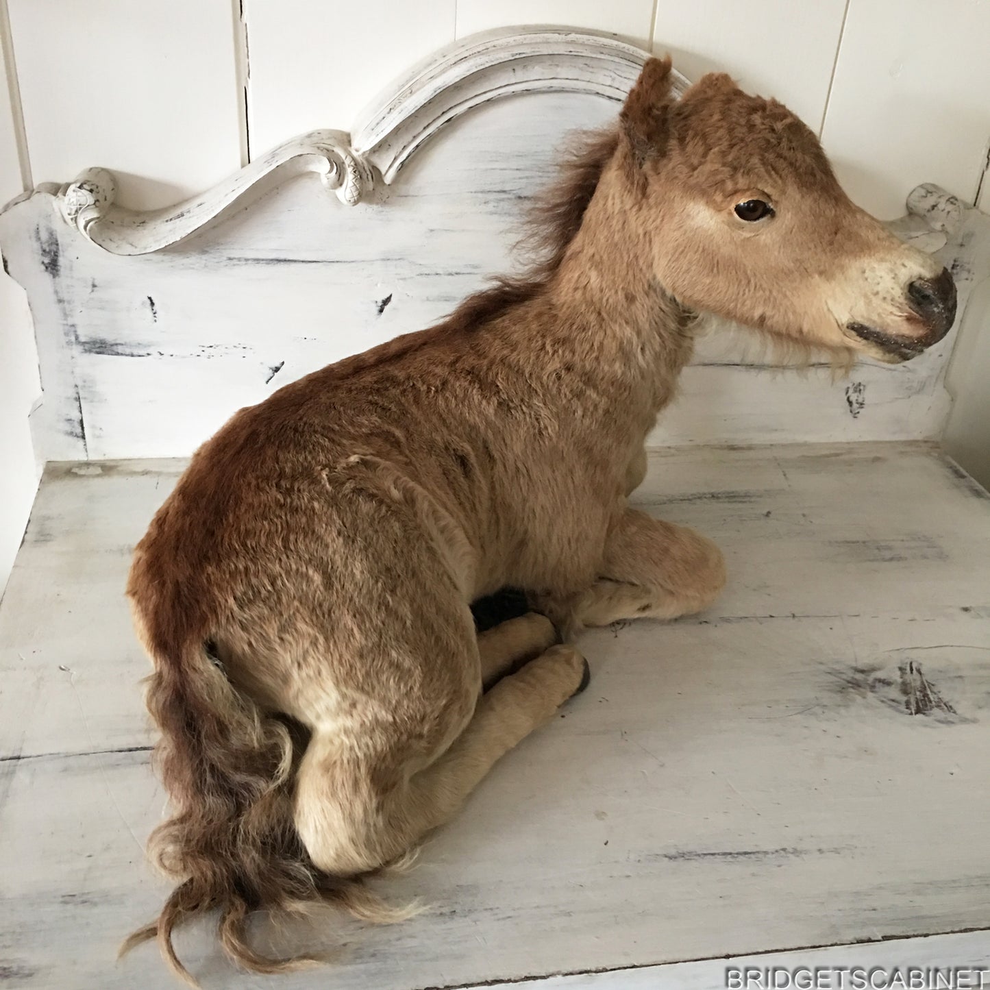 Taxidermy Horse Foal