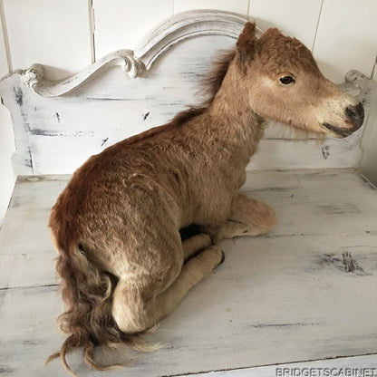 Taxidermy Horse Foal