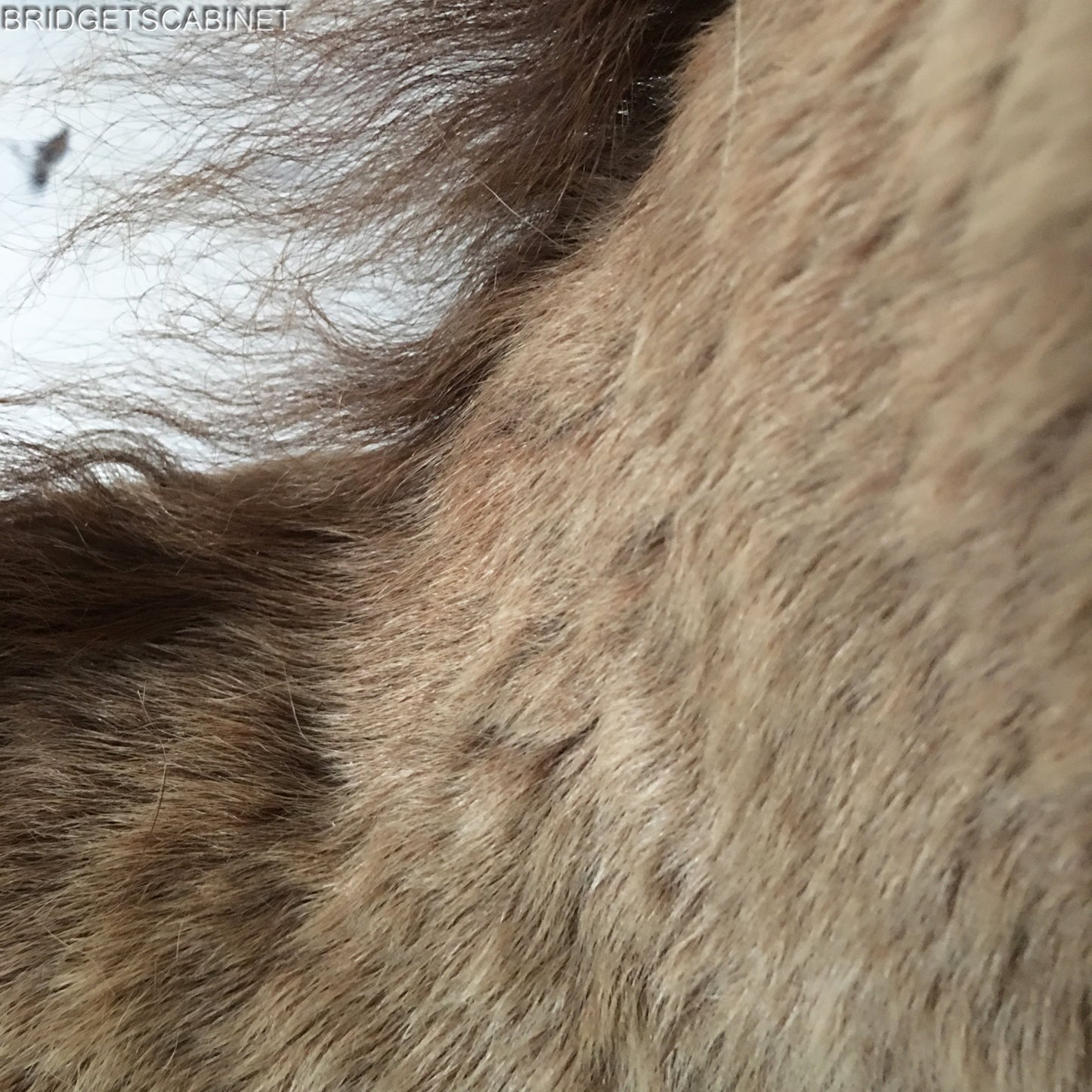 Taxidermy Horse Foal