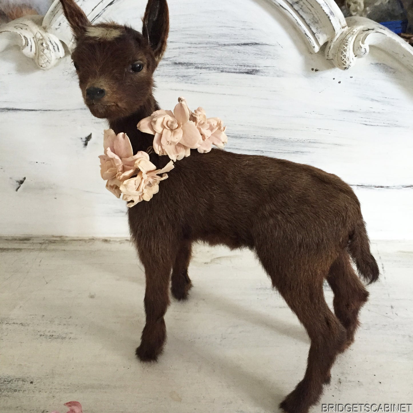 Brown Taxidermy Baby Lamb