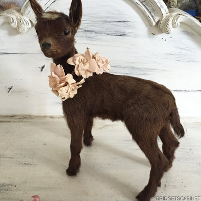 Brown Taxidermy Baby Lamb