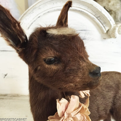Brown Taxidermy Baby Lamb