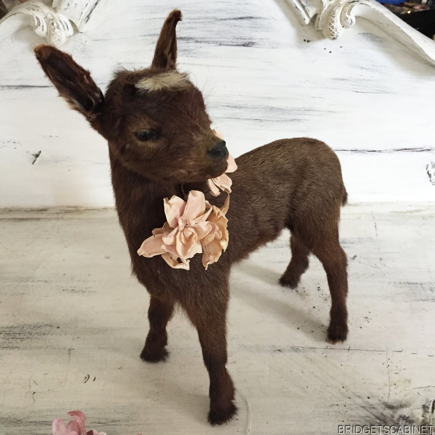 Brown Taxidermy Baby Lamb