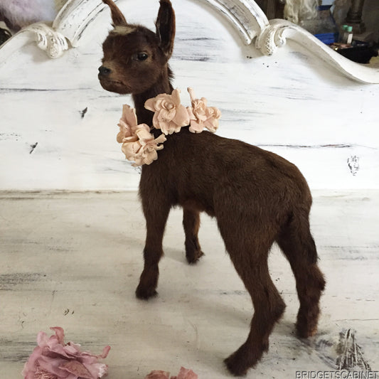 Brown Taxidermy Baby Lamb