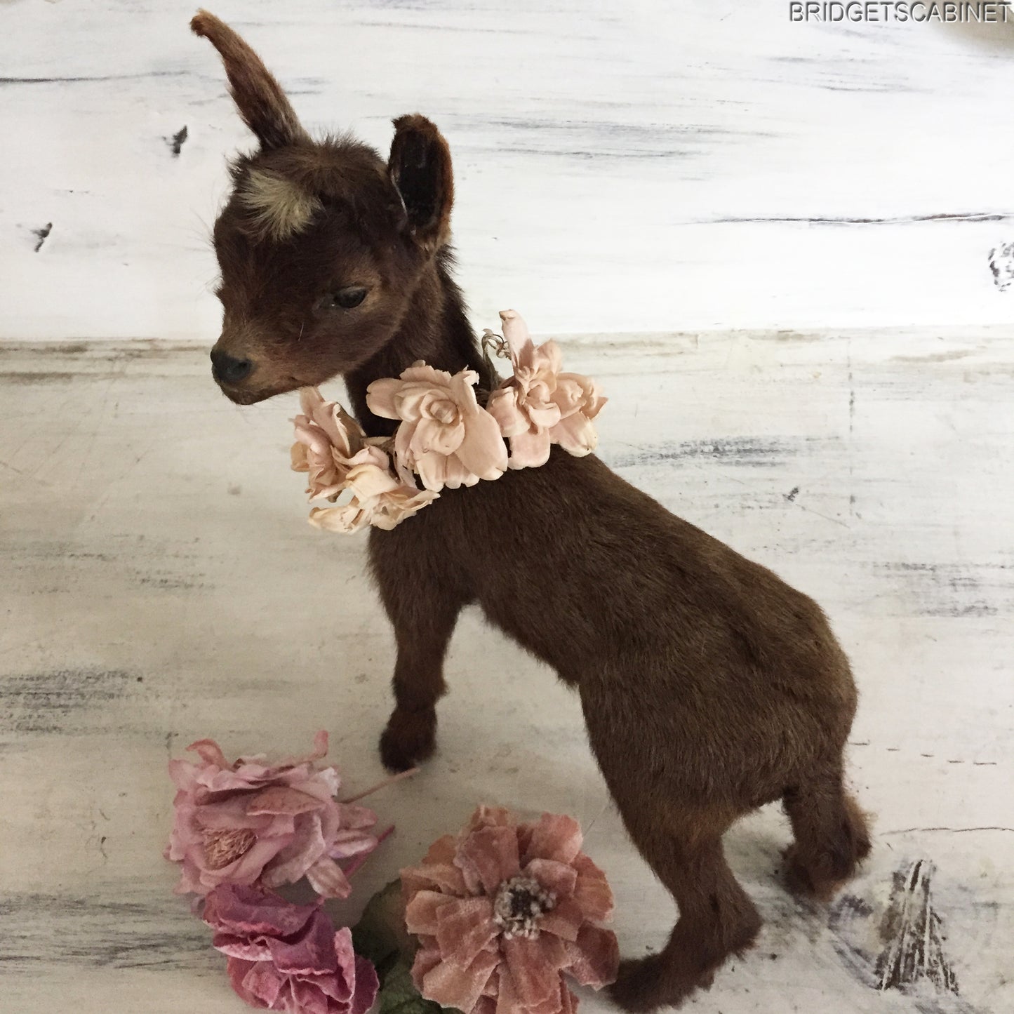 Brown Taxidermy Baby Lamb