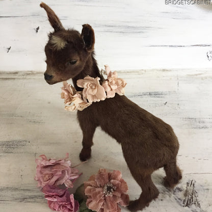 Brown Taxidermy Baby Lamb