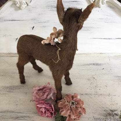 Brown Taxidermy Baby Lamb