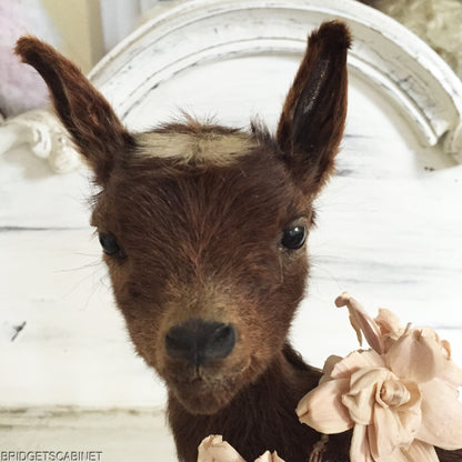 Brown Taxidermy Baby Lamb