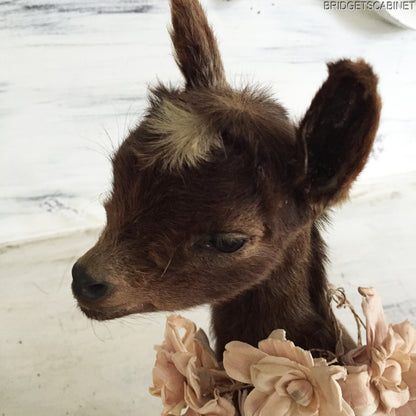 Brown Taxidermy Baby Lamb