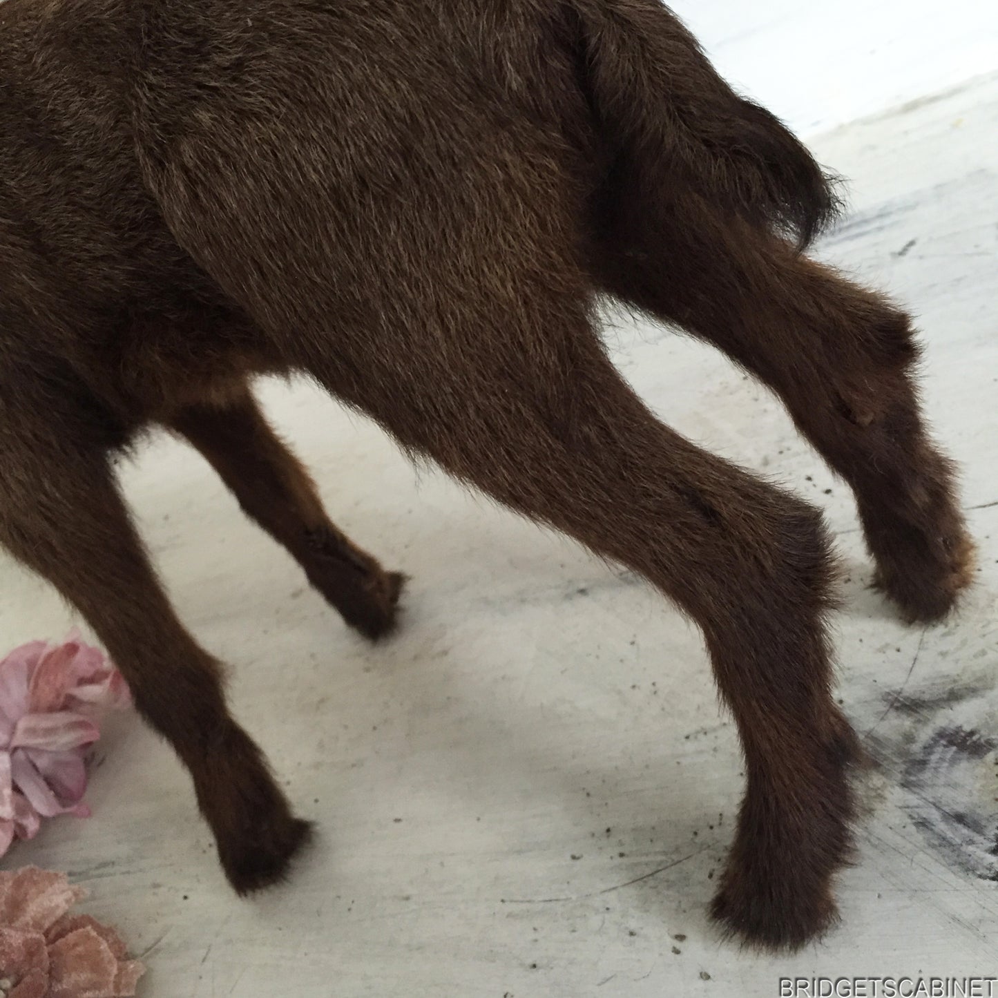 Brown Taxidermy Baby Lamb