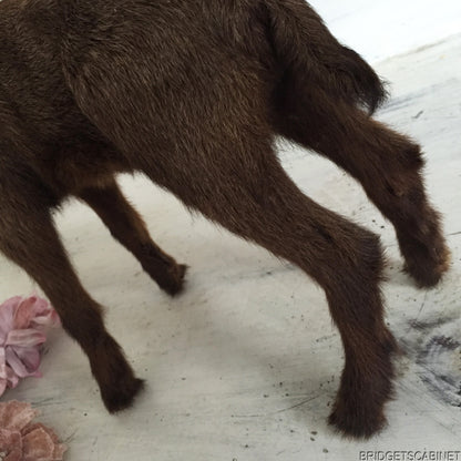 Brown Taxidermy Baby Lamb