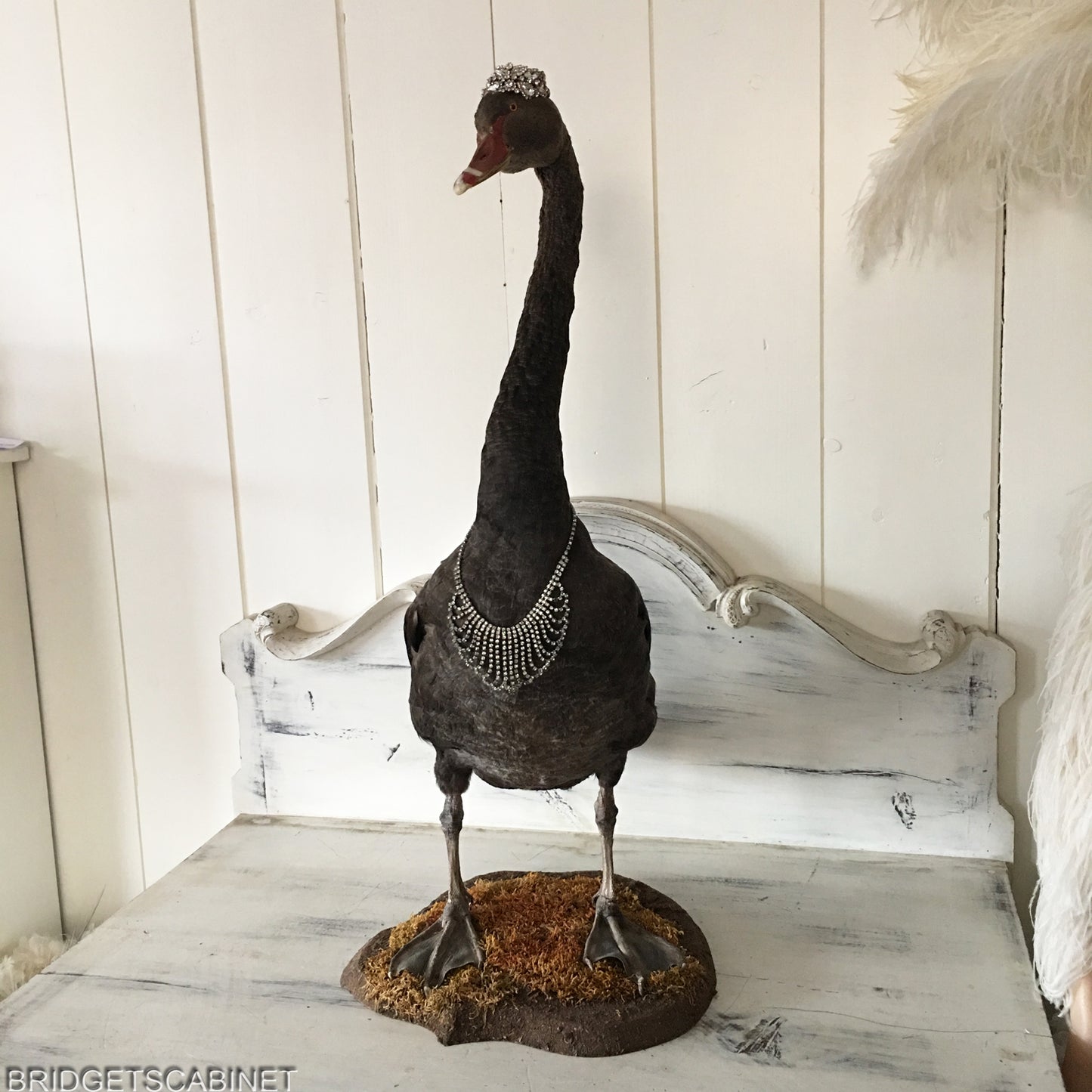 Antique Taxidermy Black Swan