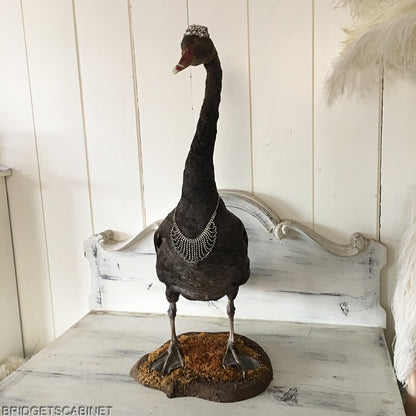 Antique Taxidermy Black Swan